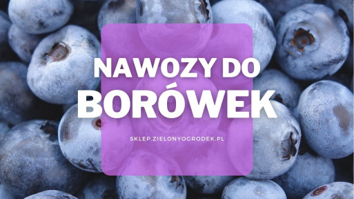 Nawozy do borówek | Jakie wybrać i gdzie kupić?
