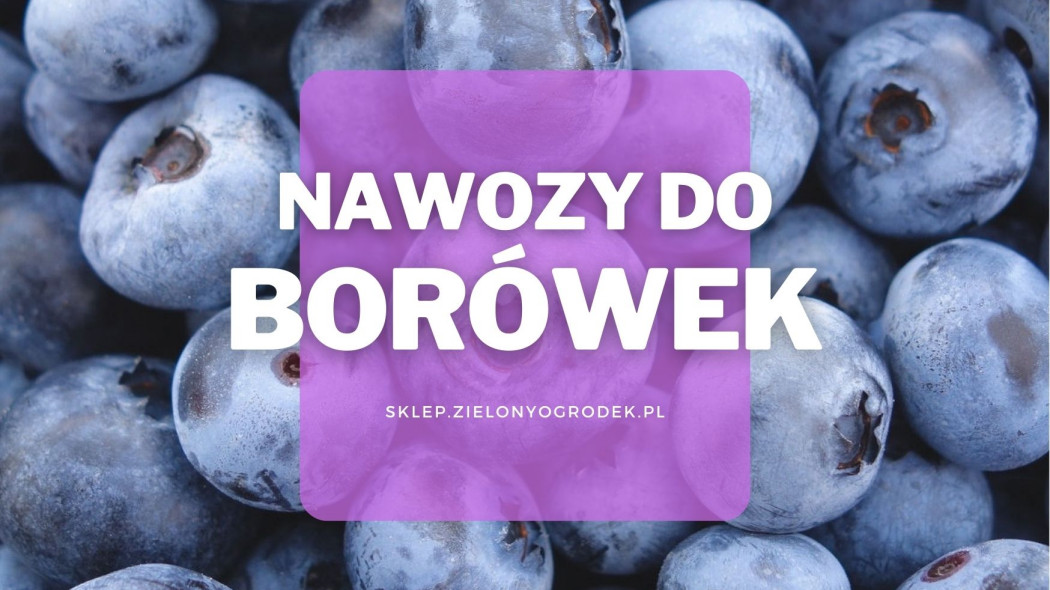 Nawozy do borówek