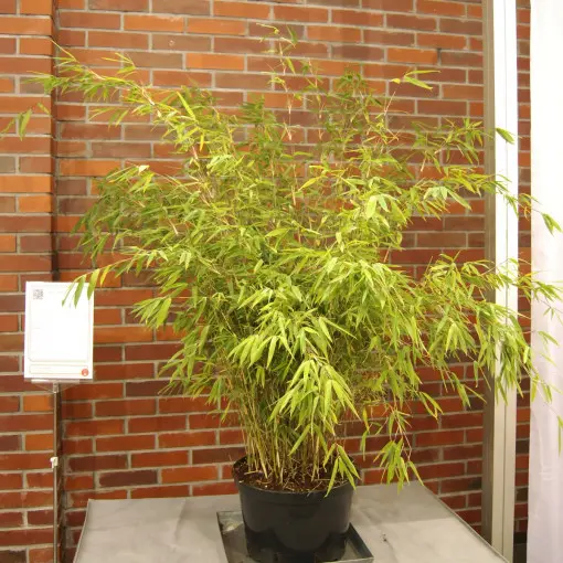 Fargezja 'Obelisk'