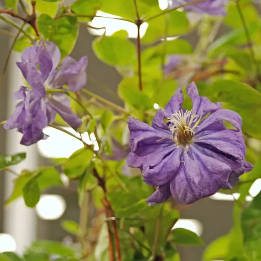 Powojnik 'Floral Dance'