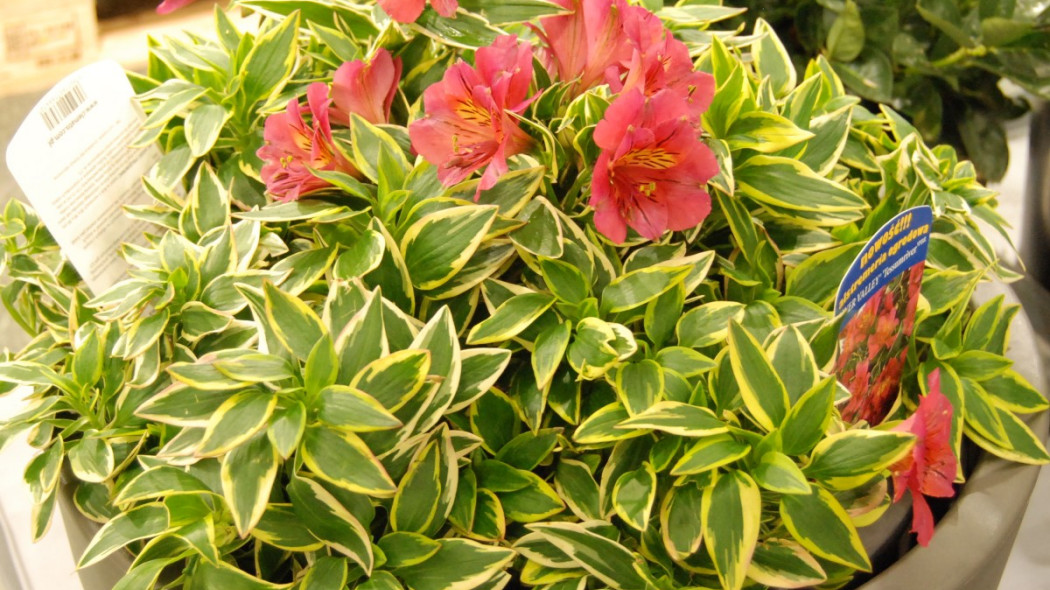 Alstromeria 'River Valley', fot. Katarzyna Jeziorska