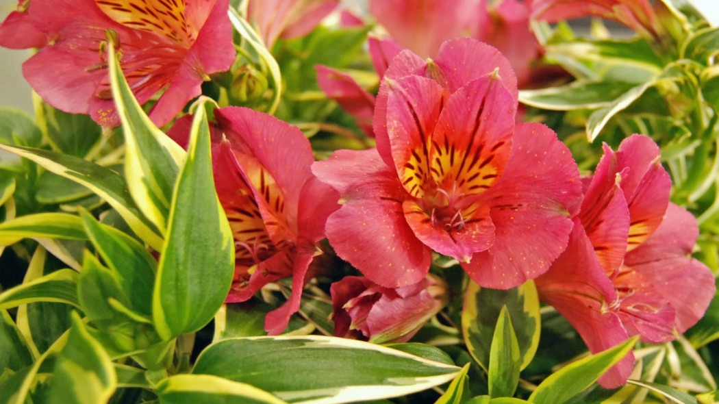 Alstromeria 'River Valley', fot. Katarzyna Jeziorska