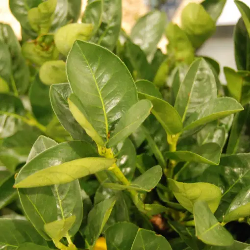 Laurowiśnia wschodnia 'Miniredia'