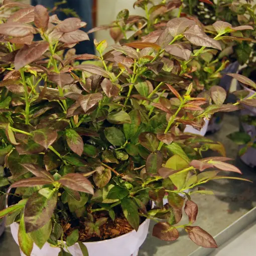 Borówka wysoka 'Cabernet Splash'