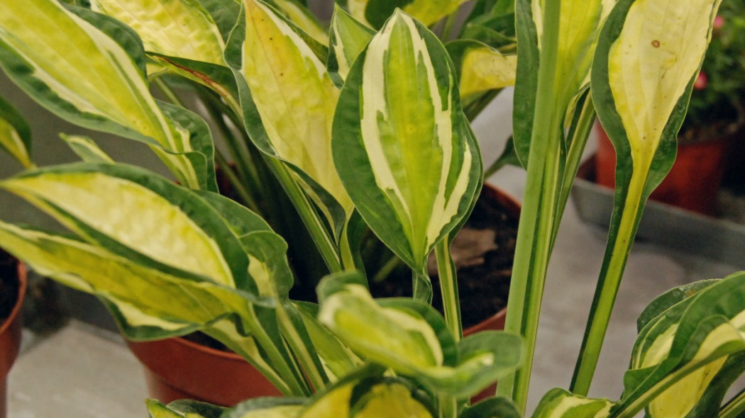 Funkia Hosta 'Gypsy Lemon', fot. Katarzyna Jeziorska