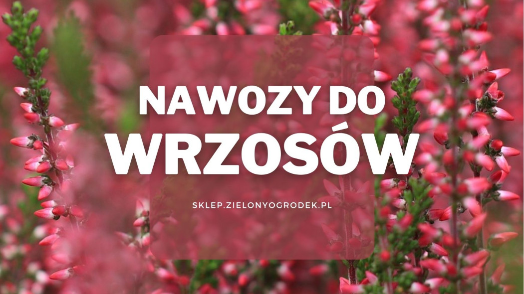 Nawozy do wrzosów