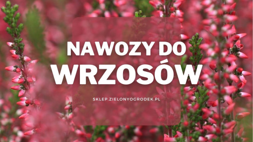 Nawozy do wrzosów | Jakie wybrać i gdzie kupić?