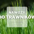 Nawozy do trawników | Jakie wybrać i gdzie kupić?