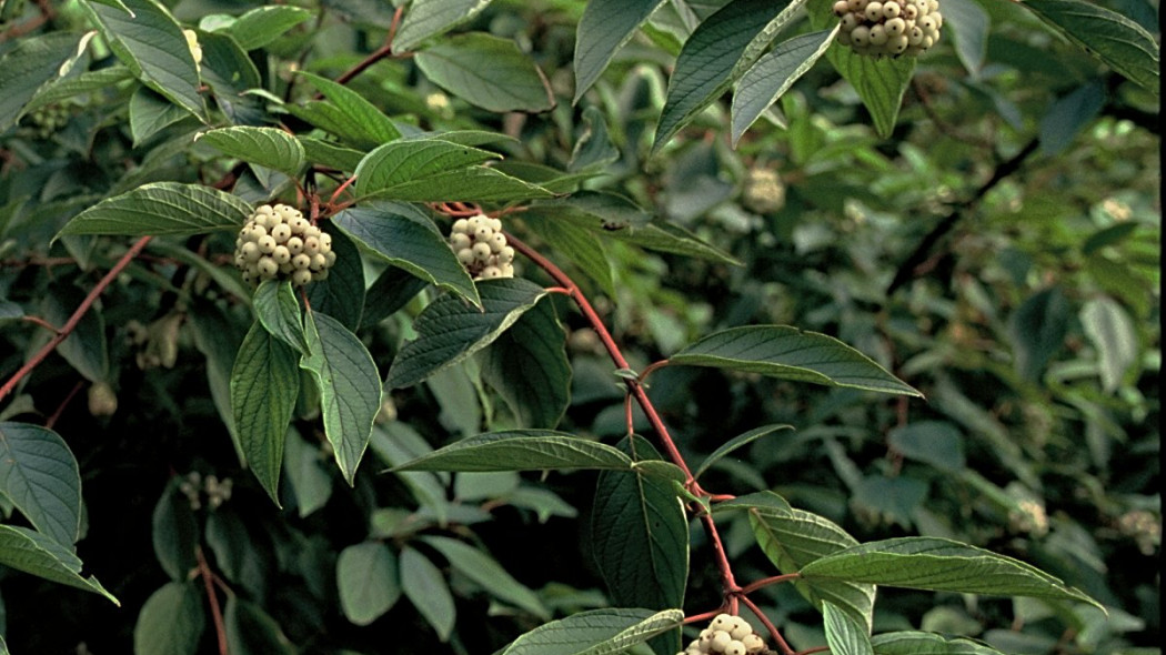 Dereń biały Cornus alba, fot. iVerde