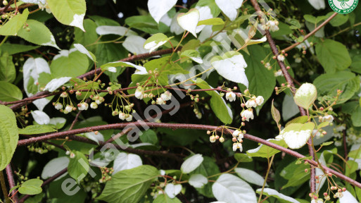 Aktinidia pstrolistna ‘Dr Szymanowski’