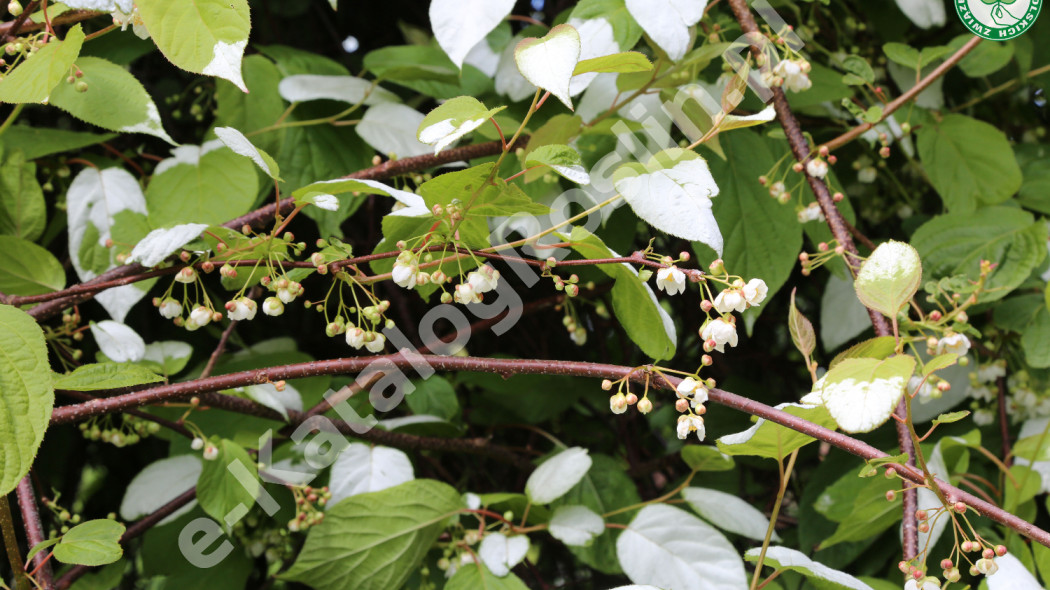 aktinidia pstrolistna Actinidia kolomikta Dr Szymanowski Fot. Grzegorz Falkowski
