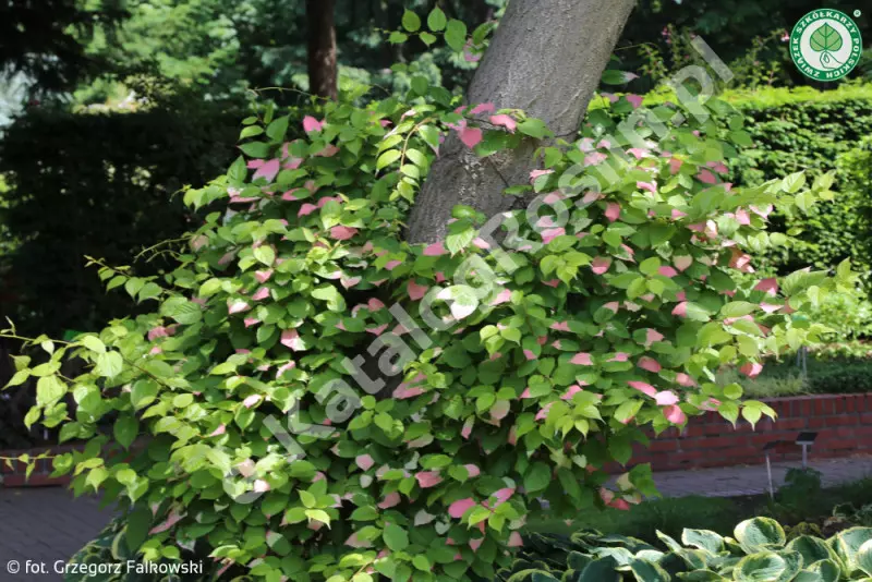 aktinidia pstrolistna Actinidia kolomikta Dr Szymanowski Fot. G. Falkowski