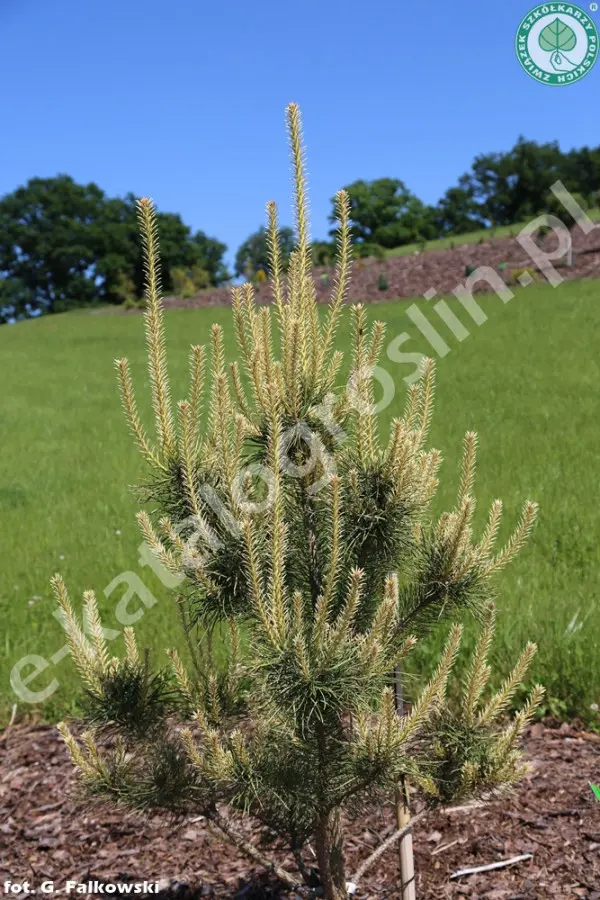 sosna pospolita Pinus sylvestris Bialogon Fot. G. Falkowski-ZSzP