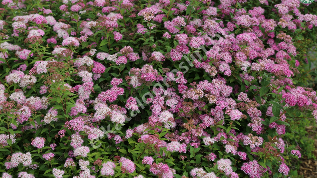 tawuła japońska Spiraea japonica Nana Fot. Grzegorz Falkowski ZSzP