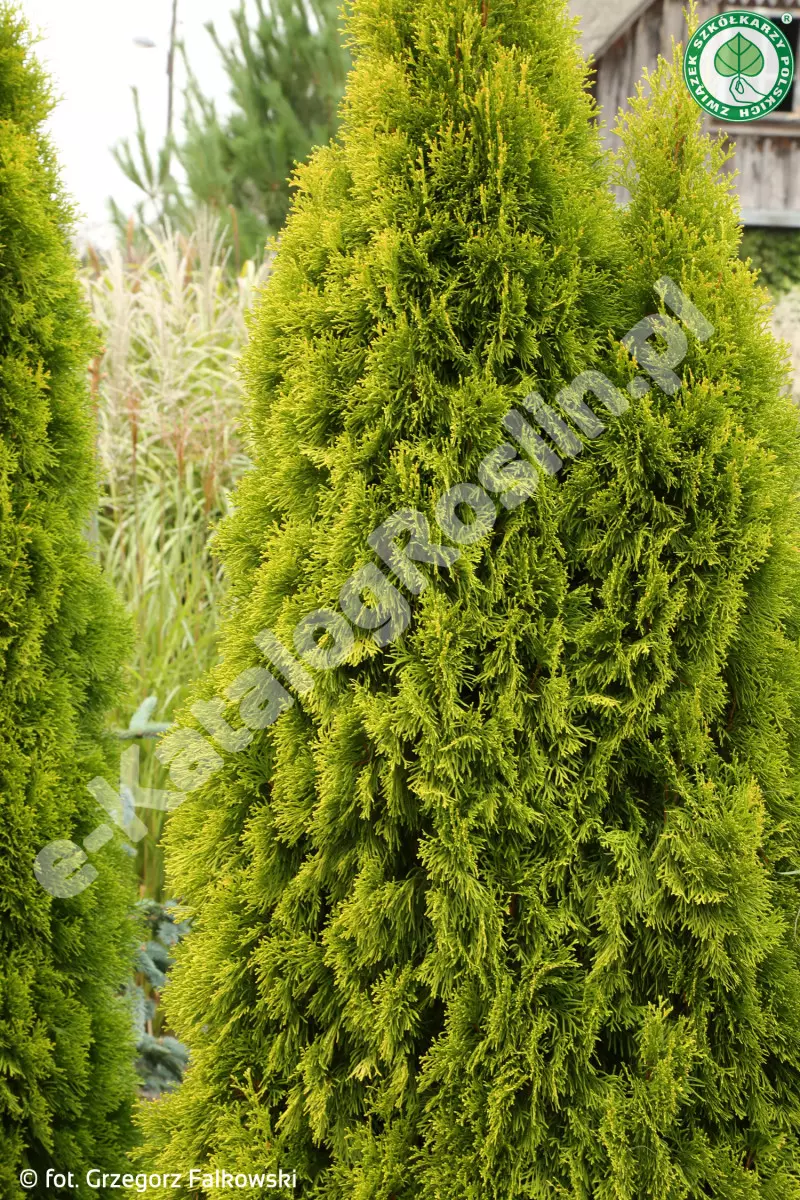 żywotnik zachodni Thuja occidentalis GOLDEN SMARAGD Janed Gold Fot. G. Falkowski ZSzP