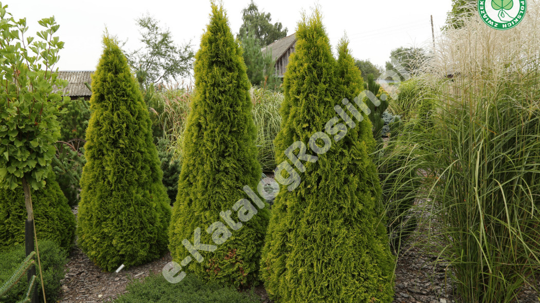 żywotnik zachodni Thuja occidentalis GOLDEN SMARAGD Janed Gold Fot. Grzegorz Falkowski ZSzP