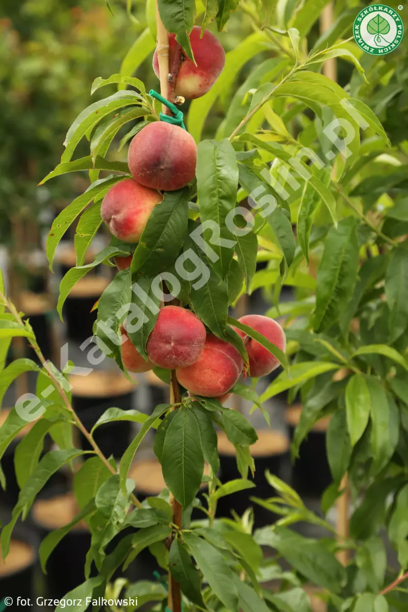 Brzoskwinia Prunus persica Inka Fot. G.  Falkowski ZSzP