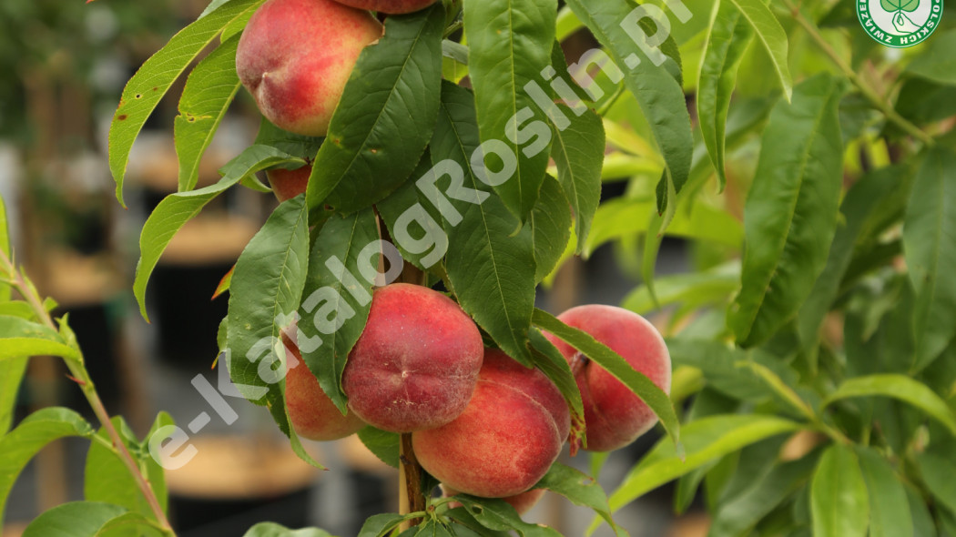 Brzoskwinia Prunus persica Inka Fot. Grzegorz Falkowski ZSzP