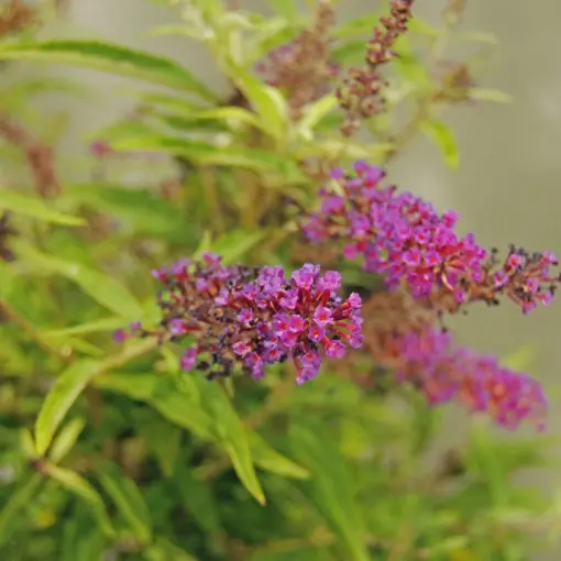 Budleja Davida 'Butterfly Tower'