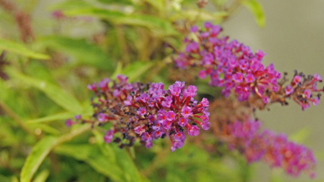 Budleja Davida 'Butterfly Tower', fot. Katarzyna Jeziorska