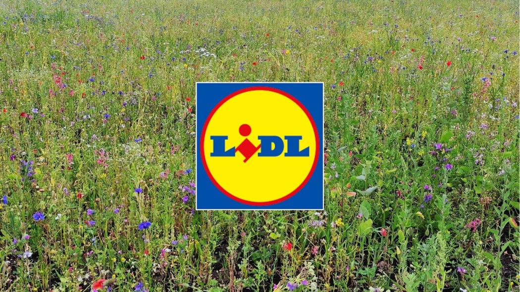 Lidl zakłada łąki kwietne przy swoich sklepach!