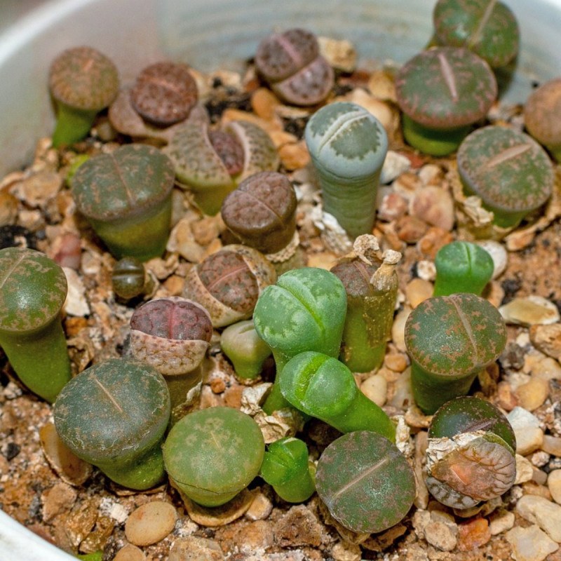 Lithops - żywe kamienie