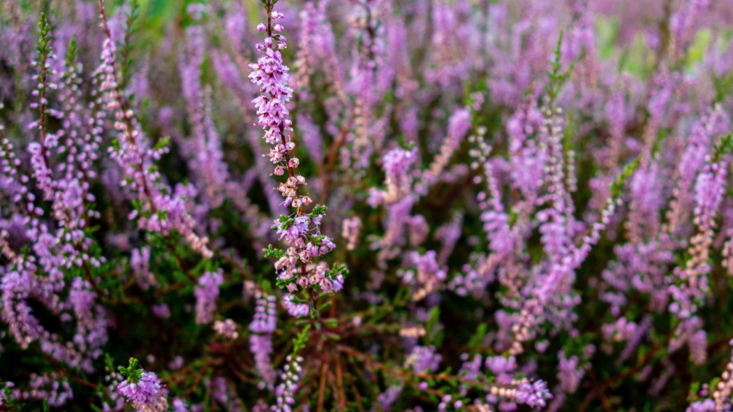 Jak pielęgnować wrzosy, by kwitły przez wiele lat, fot. ilse - Unsplash