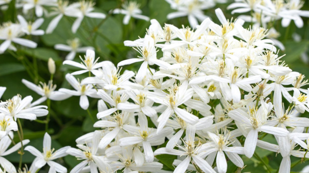 Powojnik jesienny Clematis terniflora, fot. DAdre - Depositphotos