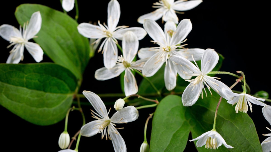 Powojnik jesienny Clematis terniflora, fot. leona1979mail ru - Depositphotos