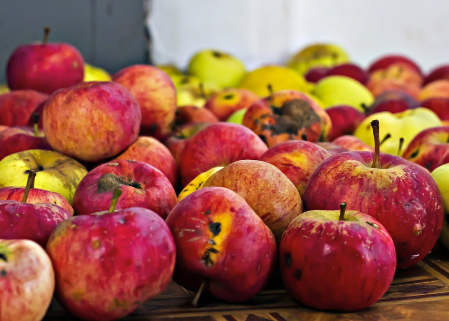 Przechowywanie jabłek w domu: co robić by długo zachowały świeżość, fot. Gervele - Pixabay