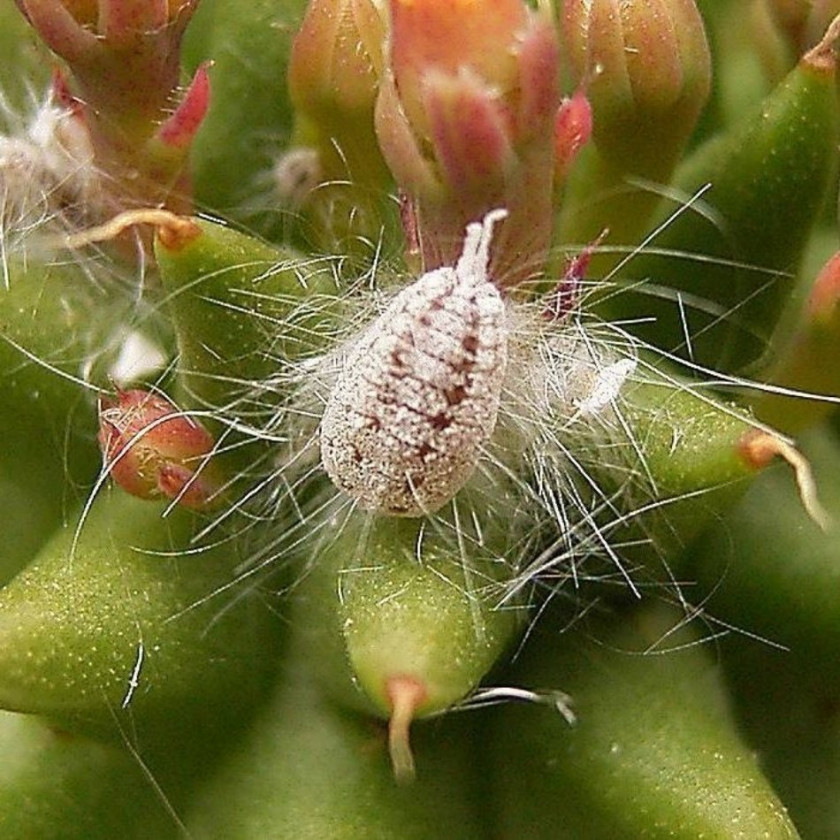 Welnowce na kaktusie, fot. Frank Vincentz (CC_BY-SA_3.0) - Wikimedia Commons