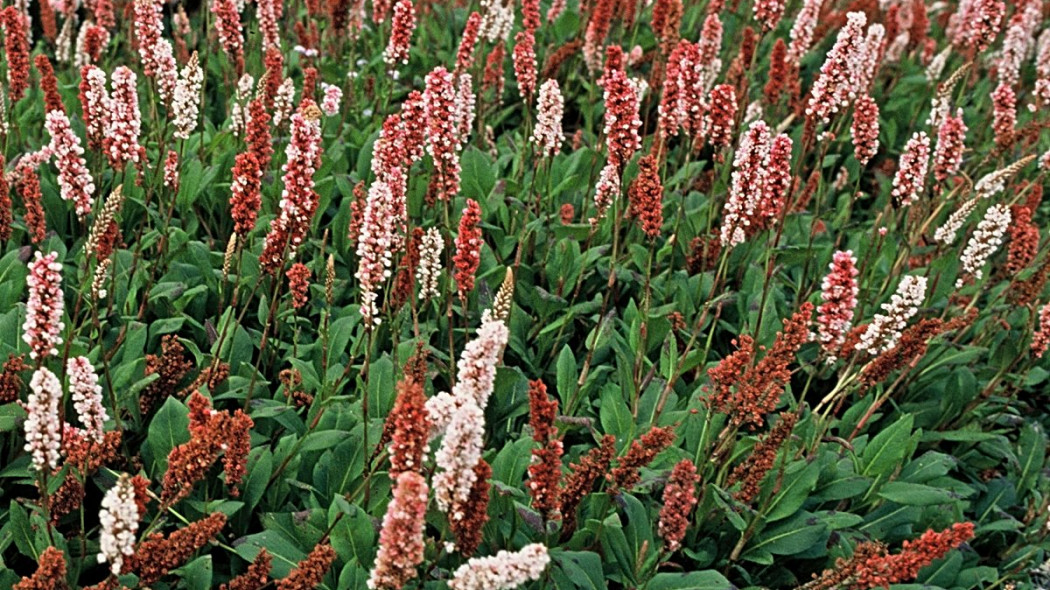 Rdest pokrewny Polygonum affine, fot. iVerde