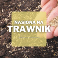 Nasiona na trawnik | Jakie wybrać i gdzie kupić?