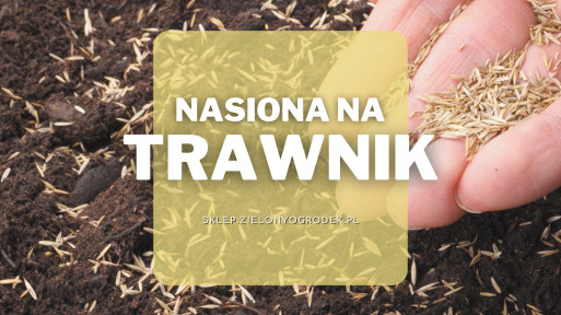 Nasiona na trawnik | Jakie wybrać i gdzie kupić?