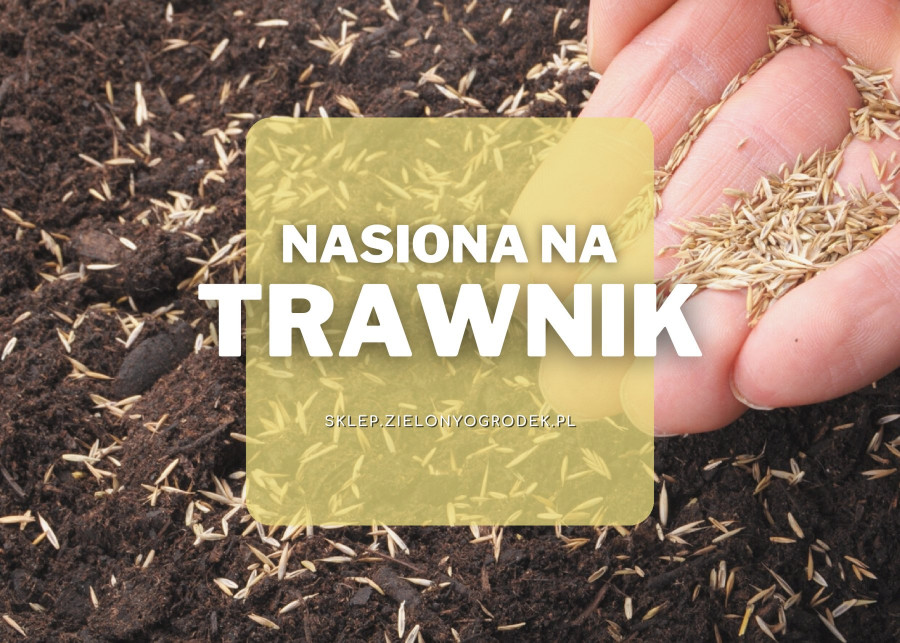 Najlepsze nasiona na trawnik, Sklep Zielony Ogródek, fot. gunnar3000 - Depositphotos ed