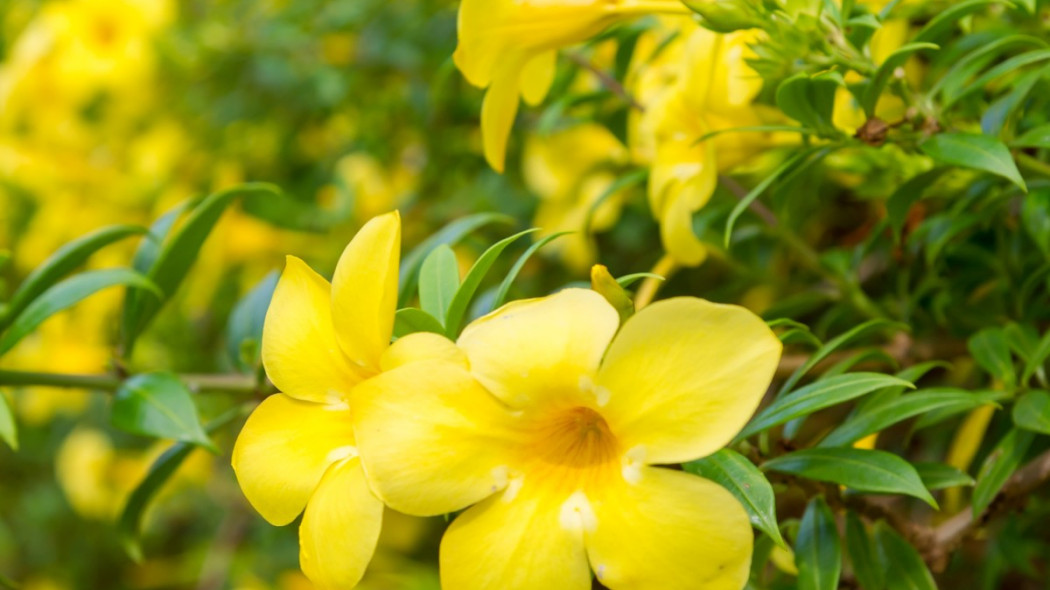 Allamanda przeczyszczająca Allamanda pnąca, fot. YEYImages - Depositphotos