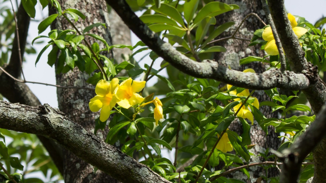 Allamanda przeczyszczająca w środowisku naturalnym, fot. nitinut380 - Depositphotos