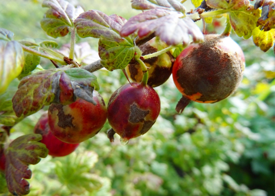 Choroby krzewów owocowych objawy i zwalczanie, fot. matahiasek - Depositphotos