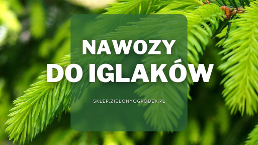 Nawozy do iglaków | Jakie wybrać i gdzie kupić?