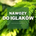 Nawozy do iglaków | Jakie wybrać i gdzie kupić?