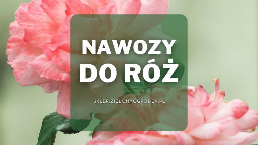 Nawozy do róż | Jakie wybrać i gdzie kupić?