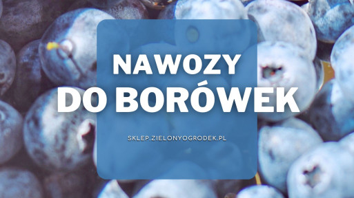 Nawozy do borówek | Jakie wybrać i gdzie kupić?