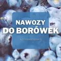 Nawozy do borówek | Jakie wybrać i gdzie kupić?