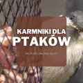 Karmniki dla ptaków | Jakie wybrać i gdzie kupić?