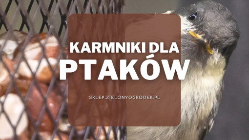 Karmniki dla ptaków | Jakie wybrać i gdzie kupić?