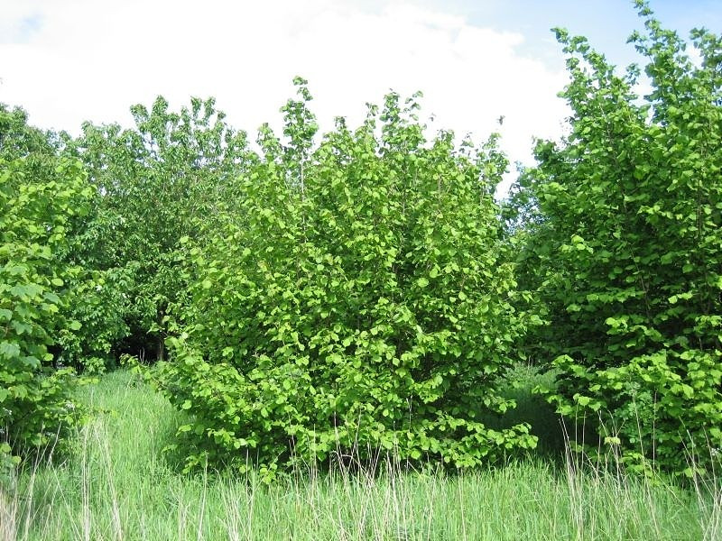 Leszczyna pospolita w siedlisku naturalnym