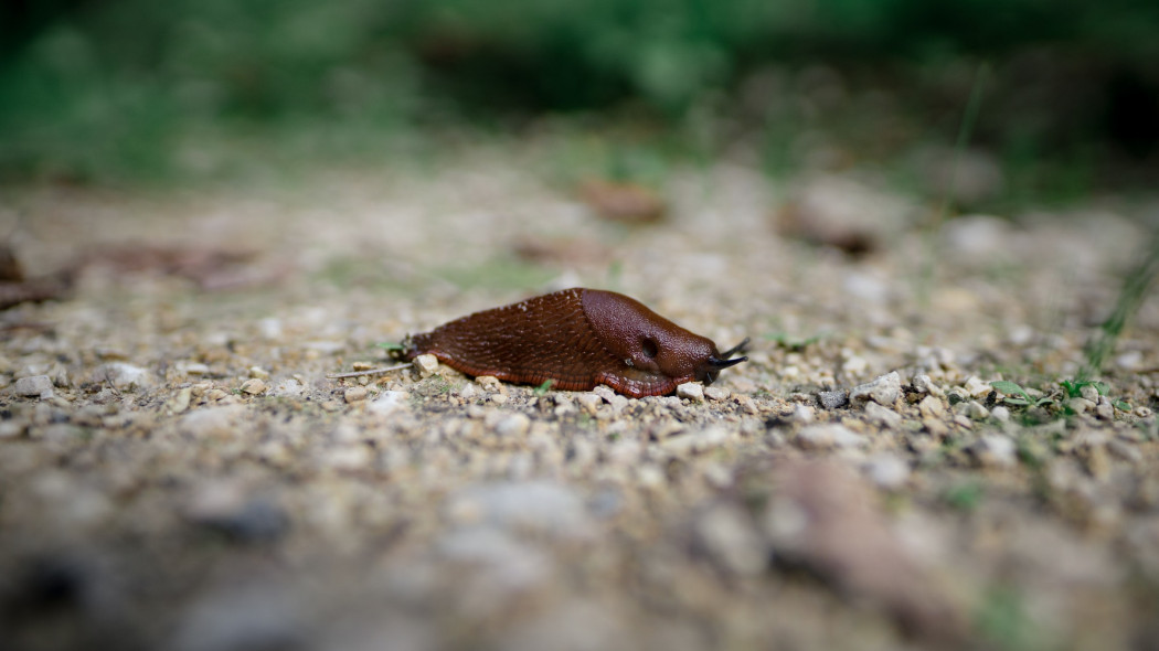 Sprawdzone sposoby na ślimaki nagie, fot. Kajetan Sumila - Unsplash