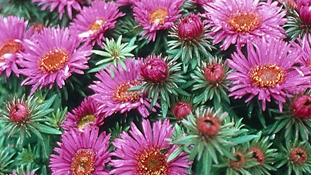 Aster nowoangielski odmiana 'Purple Dome', fot. iVerde