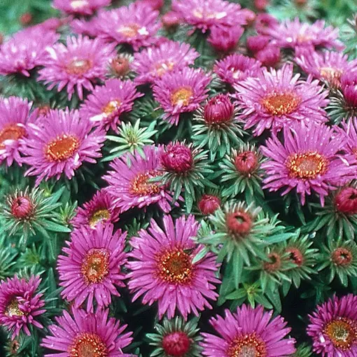 Aster nowoangielski