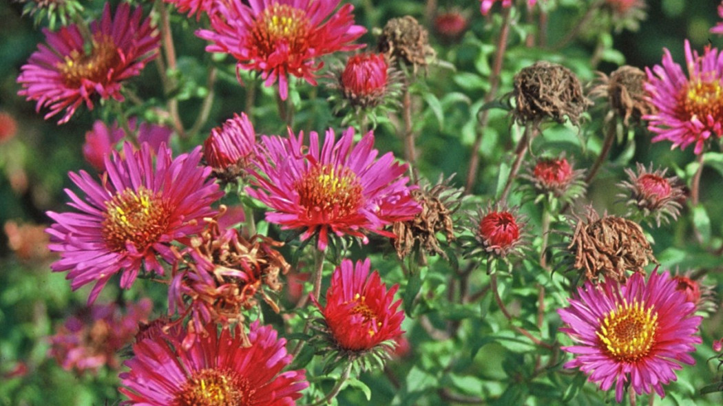 Aster nowoangielski odmiana 'Septemberrubin', fot. iverde